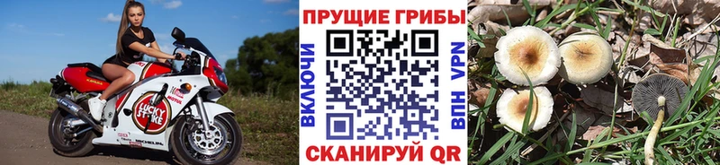 Купить где  Вихоревка  Галлюциногенные грибы мухоморы 